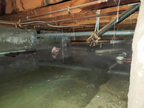 Best Mold removal after water damage  in San Elizario, TX